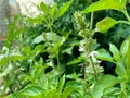 Fresh lemon basil kemangi, Ocimum basilicum, Ocimum americanum, O. basilicum var. anisatum Benth, Ocimum Ãâ africanum, citriodorum Royalty Free Stock Photo